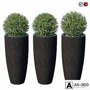 Street bushes in pots VIII