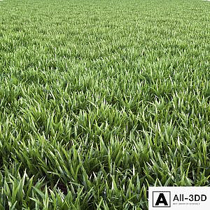 Arch_grass 02