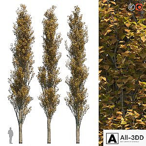 Poplar Pyramidal 15m Autumn