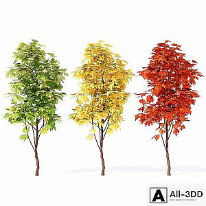Acer_campestre_02