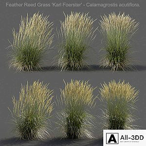 Feather Reed Grass - Calamagrostis acutiflora - Medium