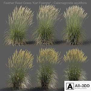 Feather Reed Grass - Calamagrostis acutiflora - High