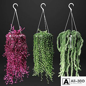 Set of hanging plants in hanging flower pots