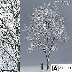 Winter Ash | Ash-tree winter # 3 (17m)