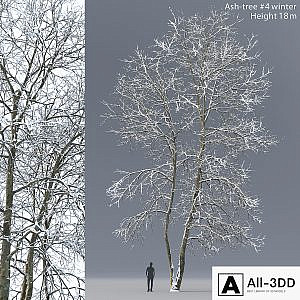 Winter Ash | Ash-tree winter # 4 (18m)