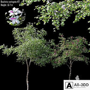 Bauhinia variegata # 2
