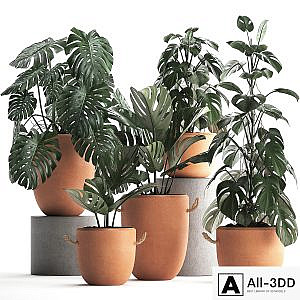 Collection of small bushes of plants in clay pots with handles with Monstera flower, clinker. Set 423.