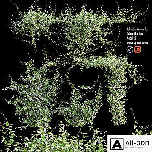 Actinidia kolomitka | Kolomitka Vine # 1