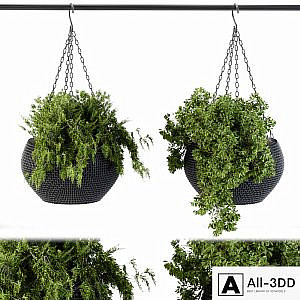 Hanging plant in black pot