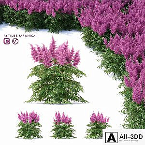 Astilba Japanese | Astilbe japonica