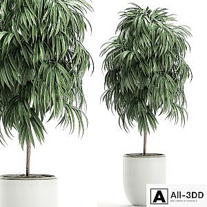 A beautiful small decorative tree in a white modern pot with Ficus Ali. Set 501.