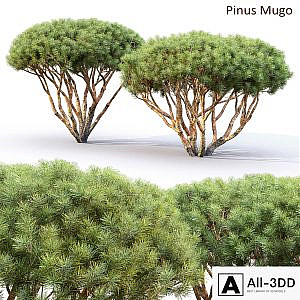 Pine
