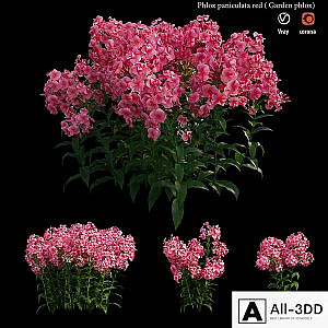 Phlox paniculata red