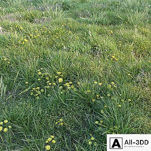 Spring grass with dandelions