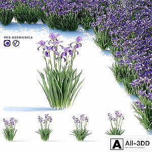 Bearded Iris Flowers | Iris germanica
