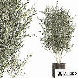 A beautiful little decorative olive tree in a wicker basket. Set 651.