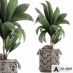 A beautiful small lush decorative coconut palm in a wicker basket Cocos nucifera. Set 663.