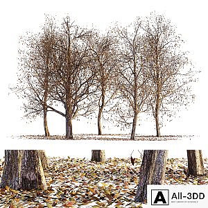 Collection of dry autumn trees 001