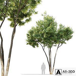 Ash tree 12