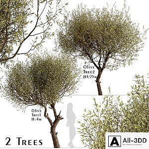 Set of Olive Trees (Olea Europaea) (2 Trees)