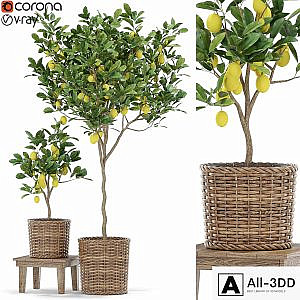 Plants collection 422