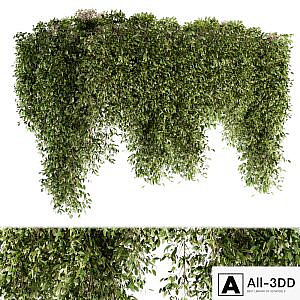 Outdoor Plant Set 96 - Hanging Plants