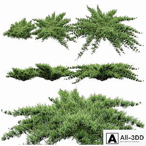 Juniper