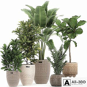 A collection of ornamental plants in rattan baskets with a ficus tree Lirata croton, banana, Zamiokulkas, Strelitzia. Set 782