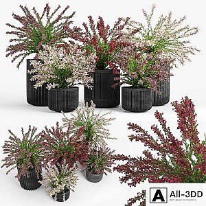 Cozzo planter weigela