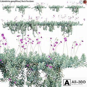 Calandrinia grandiflora - Rock Purslane - 02
