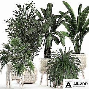 Collection of plants in white baskets with Fan palm, Fern, Bamboo, Strelitzia. Set 791.