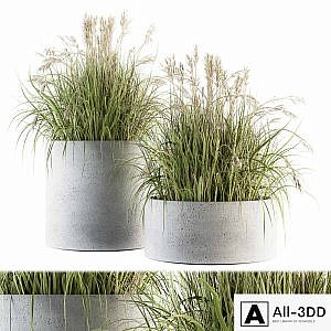 indoor Plant Set 139 - Indian Grass