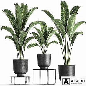 A collection of plants in black pots on a stand table with ravenala, Banana palm, Strelitzia. Set 846.