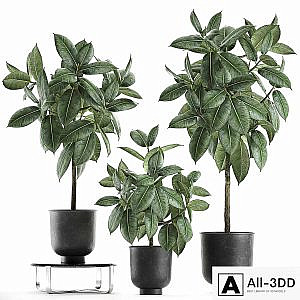 Collection of decorative small trees in black pots Ficus rubberiferous, robusta, elastic. Set 850.