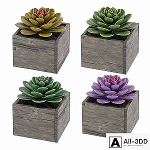 Succulents