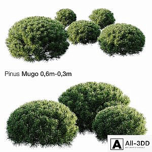 Mountain Pine Mugo