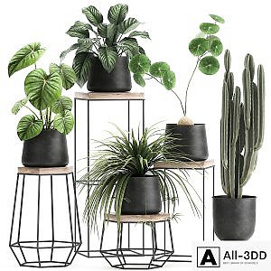 A collection of small plants on stands in black pots with Stefania Erecta, cactus, Philodendron. Set 899.