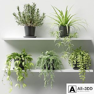 Plants in pots on a shelf