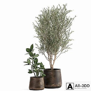 Collection of plants in metal pots with a small olive tree, rubber-bearing ficus, elastic ficus. Set 917.