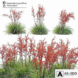 Hesperaloe parviflora