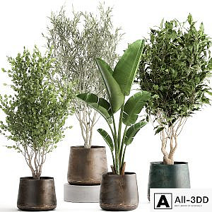 Collection of tree plants in outdoor metal rusty pots Banana palm, . Set 949.