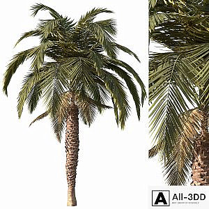 Palm tree vol1
