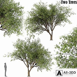 Chinese Stewartia tree (two trees)