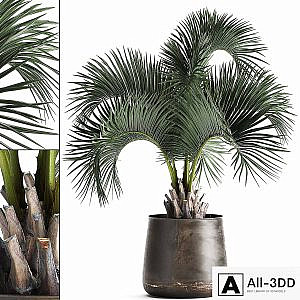 Lush interior palm tree in a metal loft pot with Butia. 995.