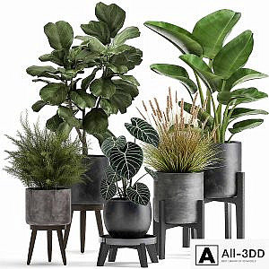 Collection of plants in black pots with Ficus lyrata, Strelitzia, Asparagus. Set 998.