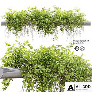 Hanging Plant 21