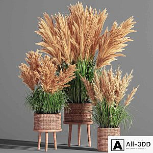 Indoor_Plant_Set_49 (pampas)