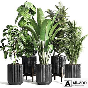Collection indoor plant 110 pot plant ravenala ficus rubbery monstera palm concrete dirt vase