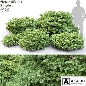 Picea