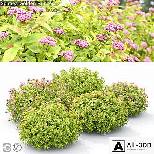 Spiraea Golden Princess